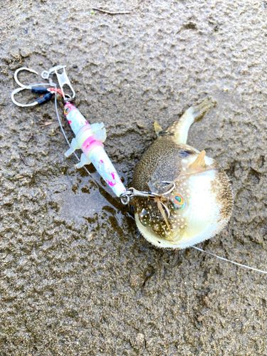 クサフグの釣果
