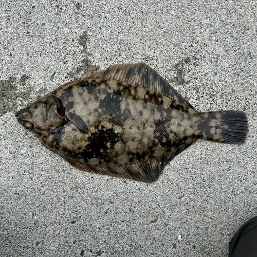 クロガシラガレイの釣果