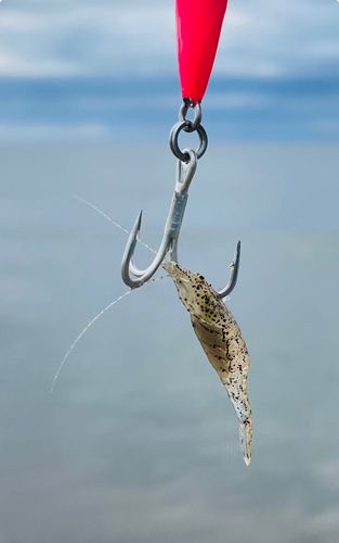 エビの釣果