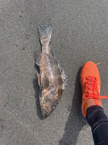 オオモンハタの釣果
