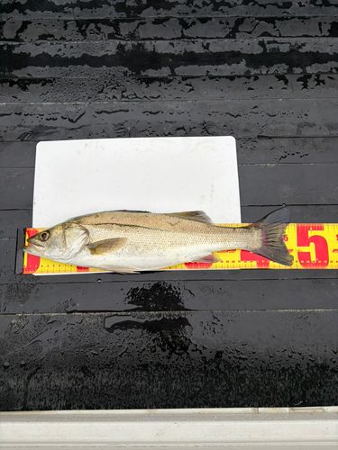 セイゴ（ヒラスズキ）の釣果