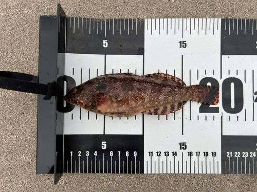 クジメの釣果