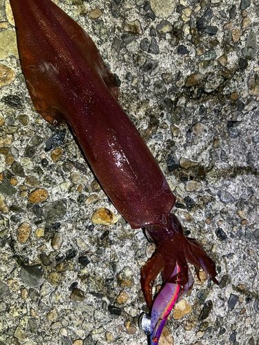 ケンサキイカの釣果