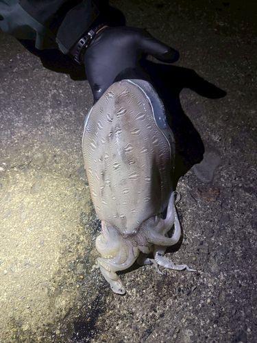 モンゴウイカの釣果