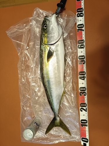 ブリの釣果