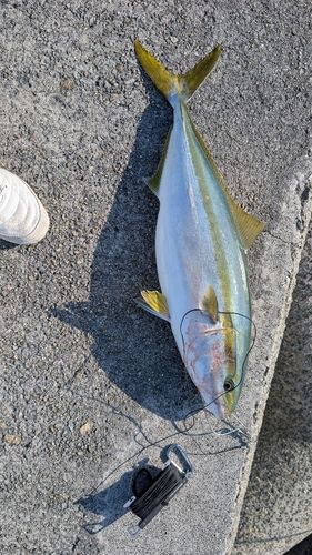 メジロの釣果
