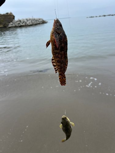 クジメの釣果
