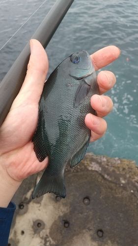 メジナの釣果