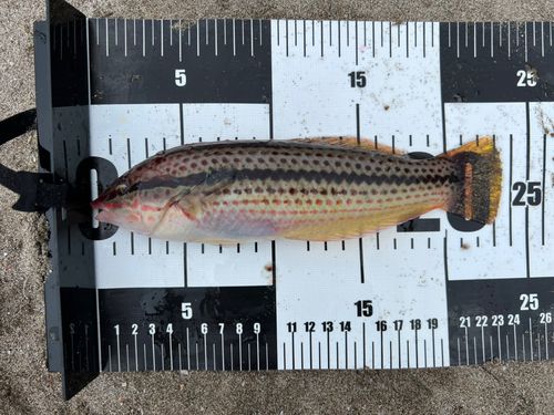 キュウセンの釣果