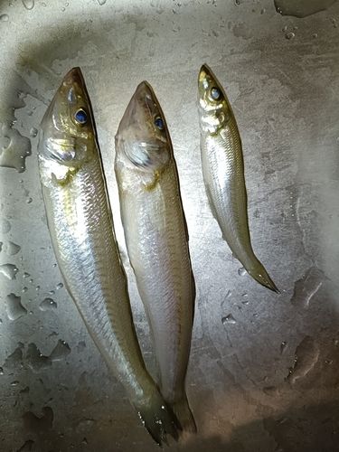 キスの釣果