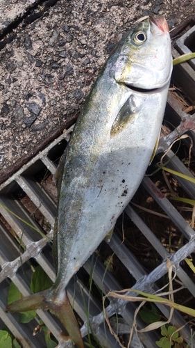 釣果