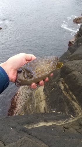 ハコフグの釣果