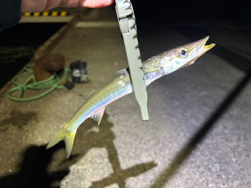 カマスの釣果