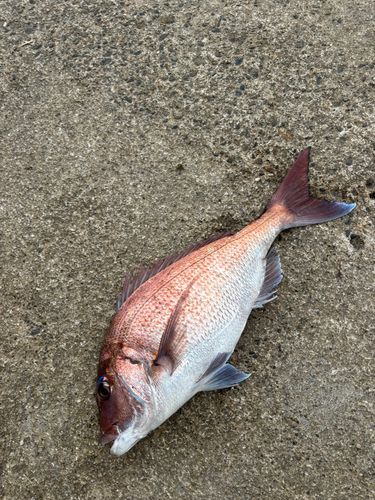 マダイの釣果