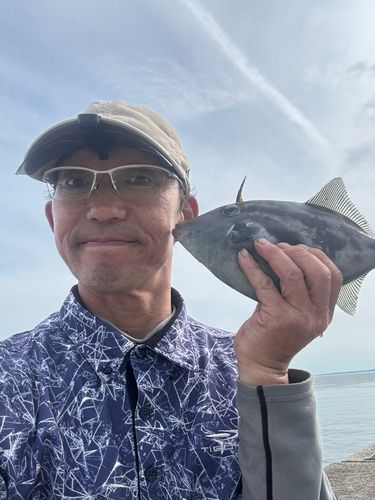 カワハギの釣果