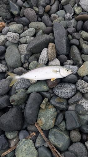 ワカシの釣果