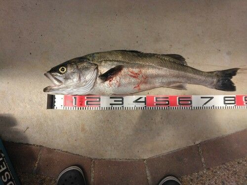 シーバスの釣果