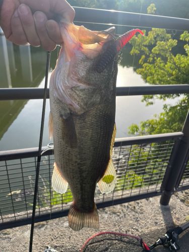 ブラックバスの釣果