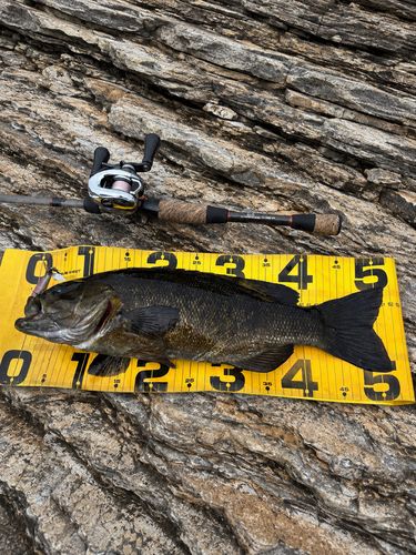 スモールマウスバスの釣果