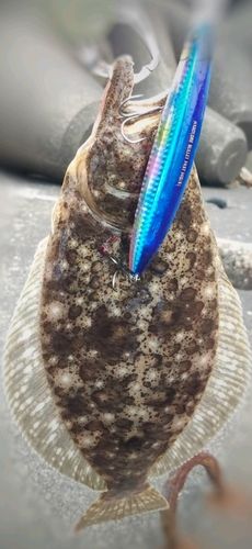 ヒラメの釣果