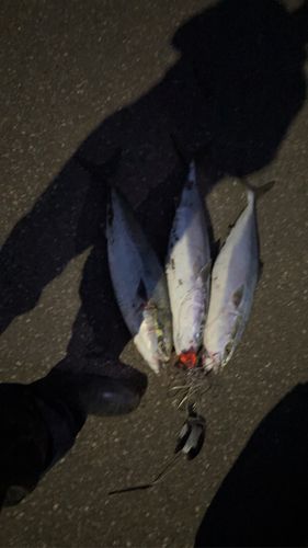 ブリの釣果
