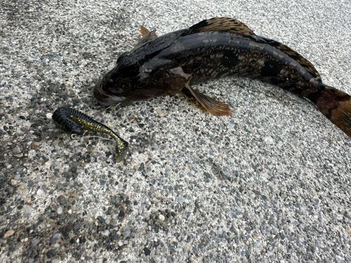 アイナメの釣果