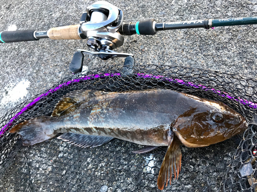 アイナメの釣果