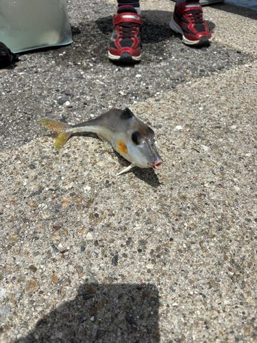 ギマの釣果