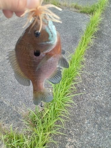 ブルーギルの釣果