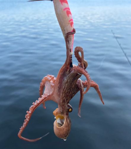 タコの釣果