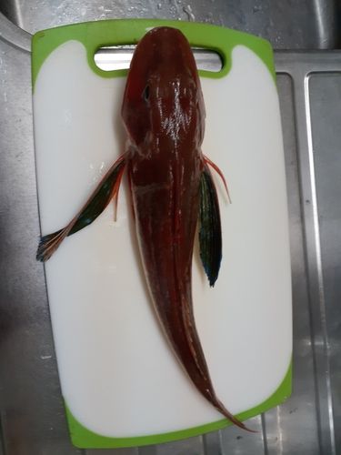 ホウボウの釣果