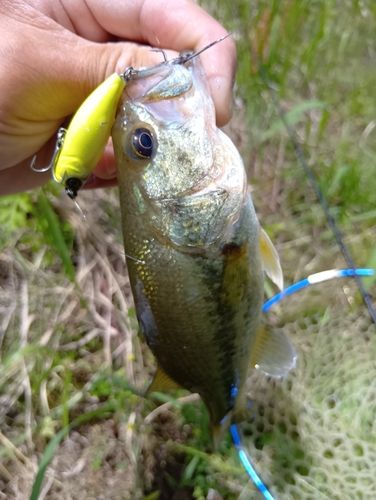 ラージマウスバスの釣果
