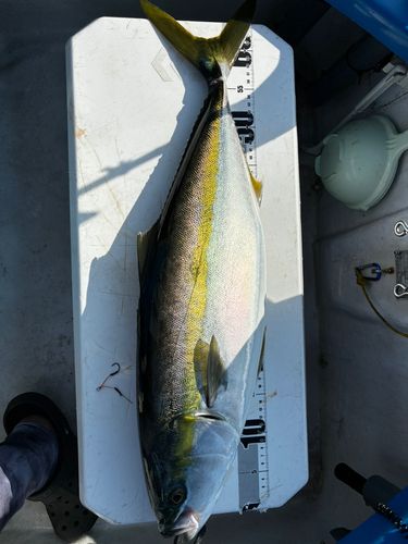 ハマチの釣果