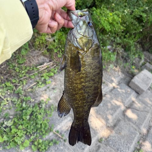 栃木県で釣れたライギョの釣り・釣果情報 - アングラーズ | 釣果600万