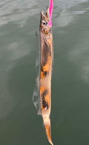 タチウオの釣果