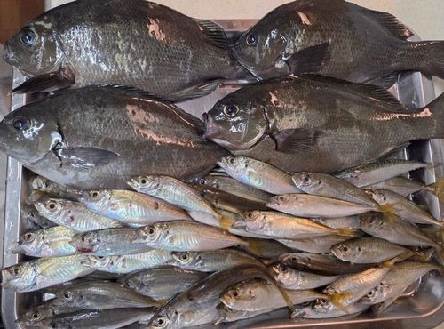 アジの釣果
