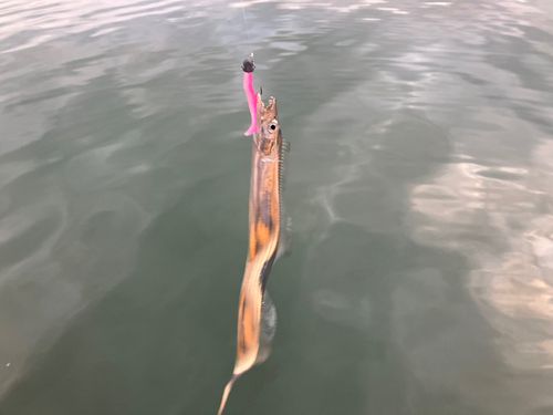 タチウオの釣果