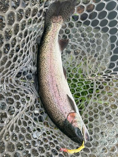 ニジマスの釣果