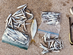 カタクチイワシの釣果