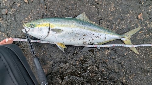 ワラサの釣果