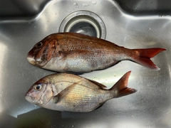 タイの釣果