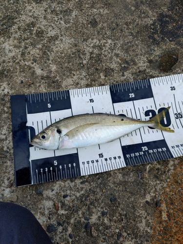 マアジの釣果