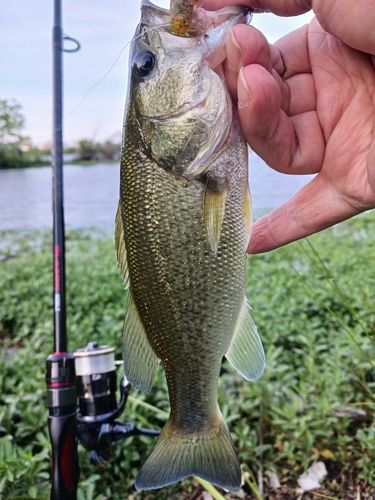 ラージマウスバスの釣果
