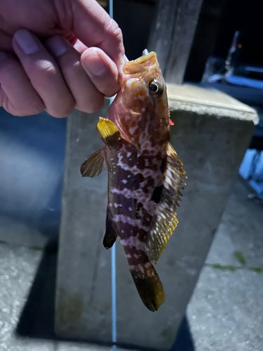 キジハタの釣果
