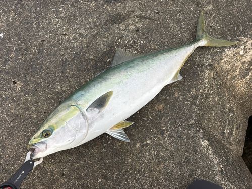 ワラサの釣果