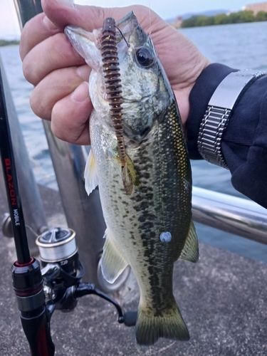 ラージマウスバスの釣果