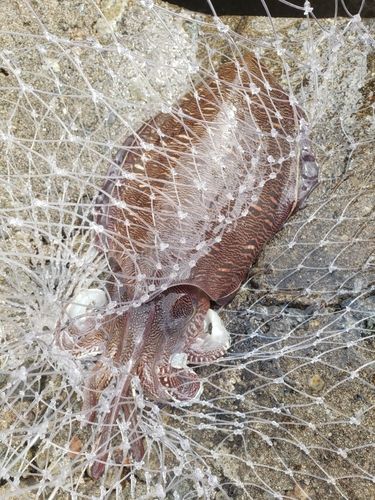 コウイカの釣果