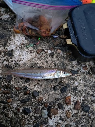 シロギスの釣果