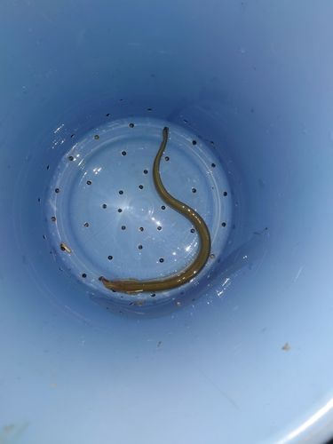ウナギの釣果