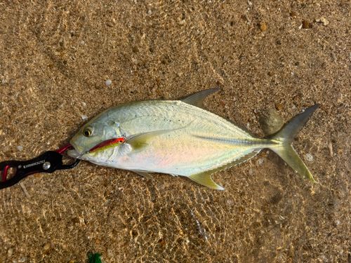 オニヒラアジの釣果